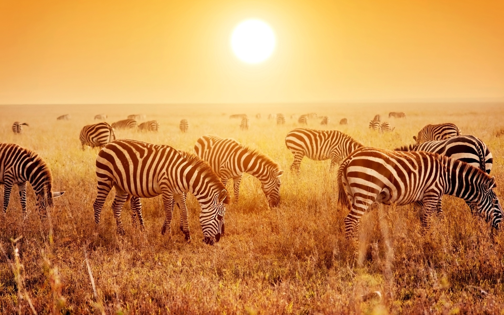 africa, savanna, zebras herd, sunset, tanzania