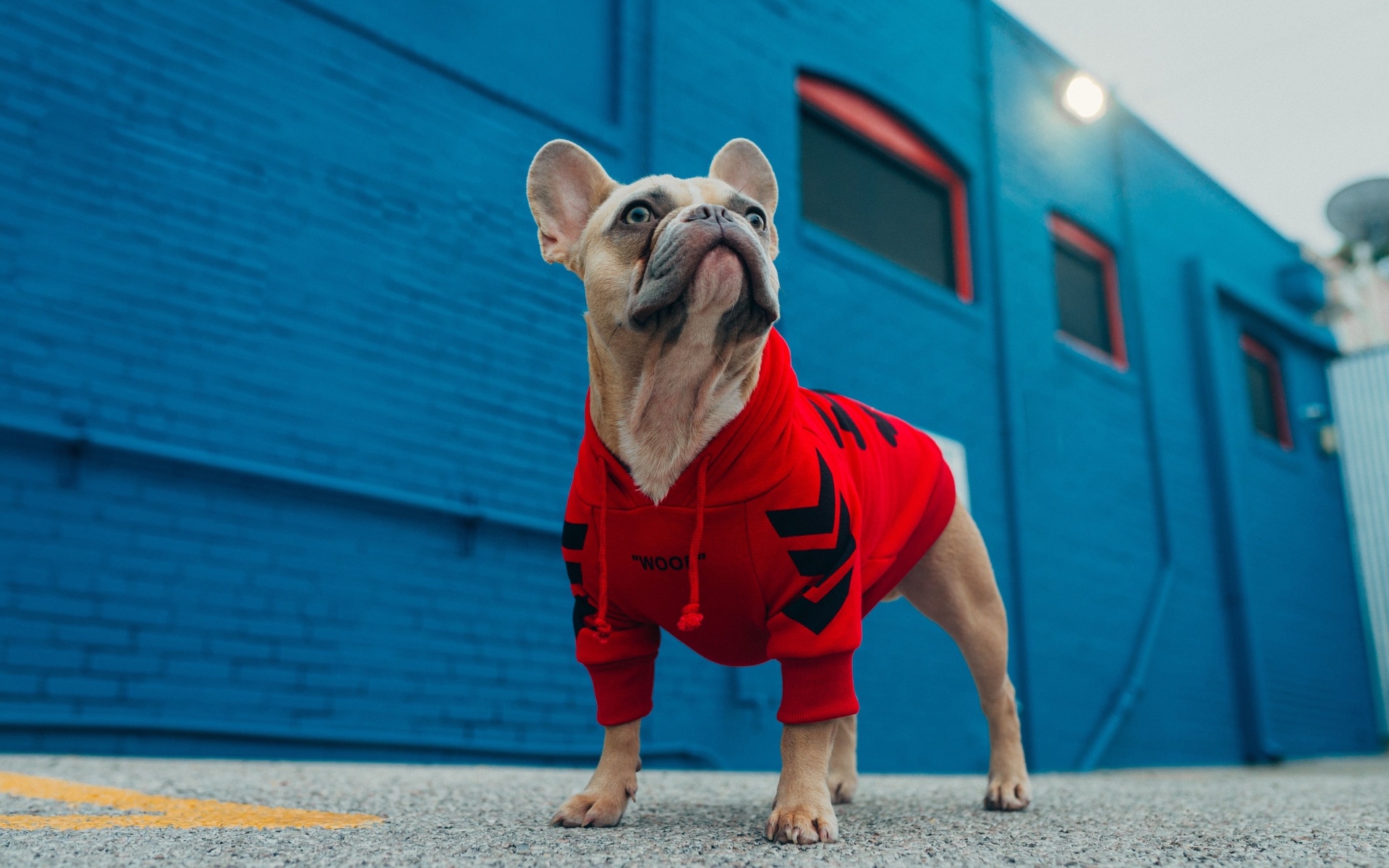 dog fashion, french bulldog, furry friend, hoodies