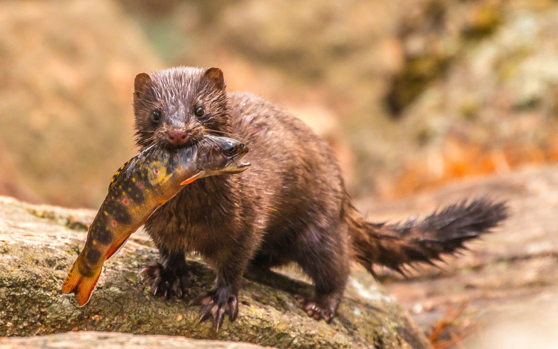 wildlife, acadia national park, mink, brook trout