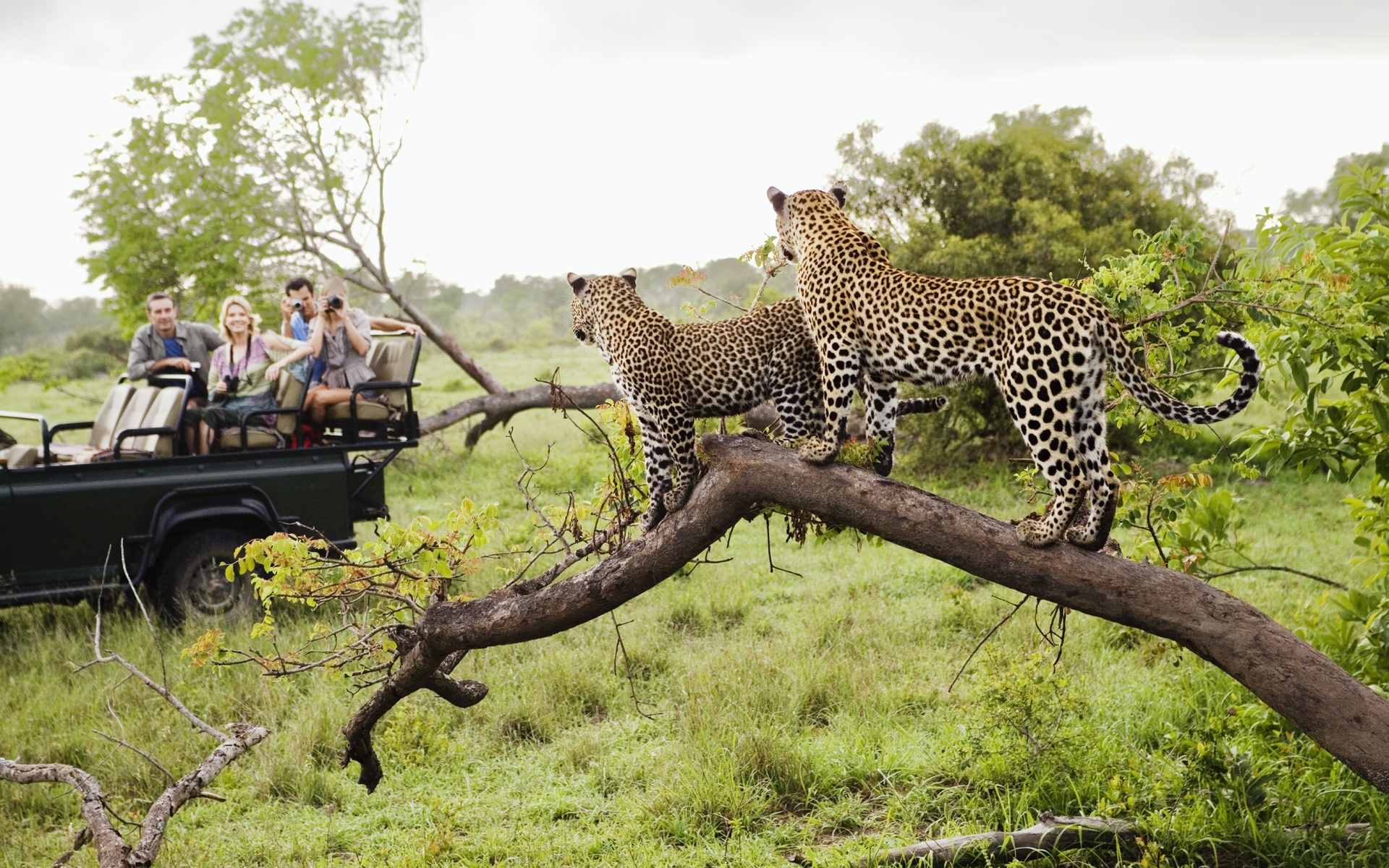 big cats, africa, wildlife, safari, kenya, cheetahs