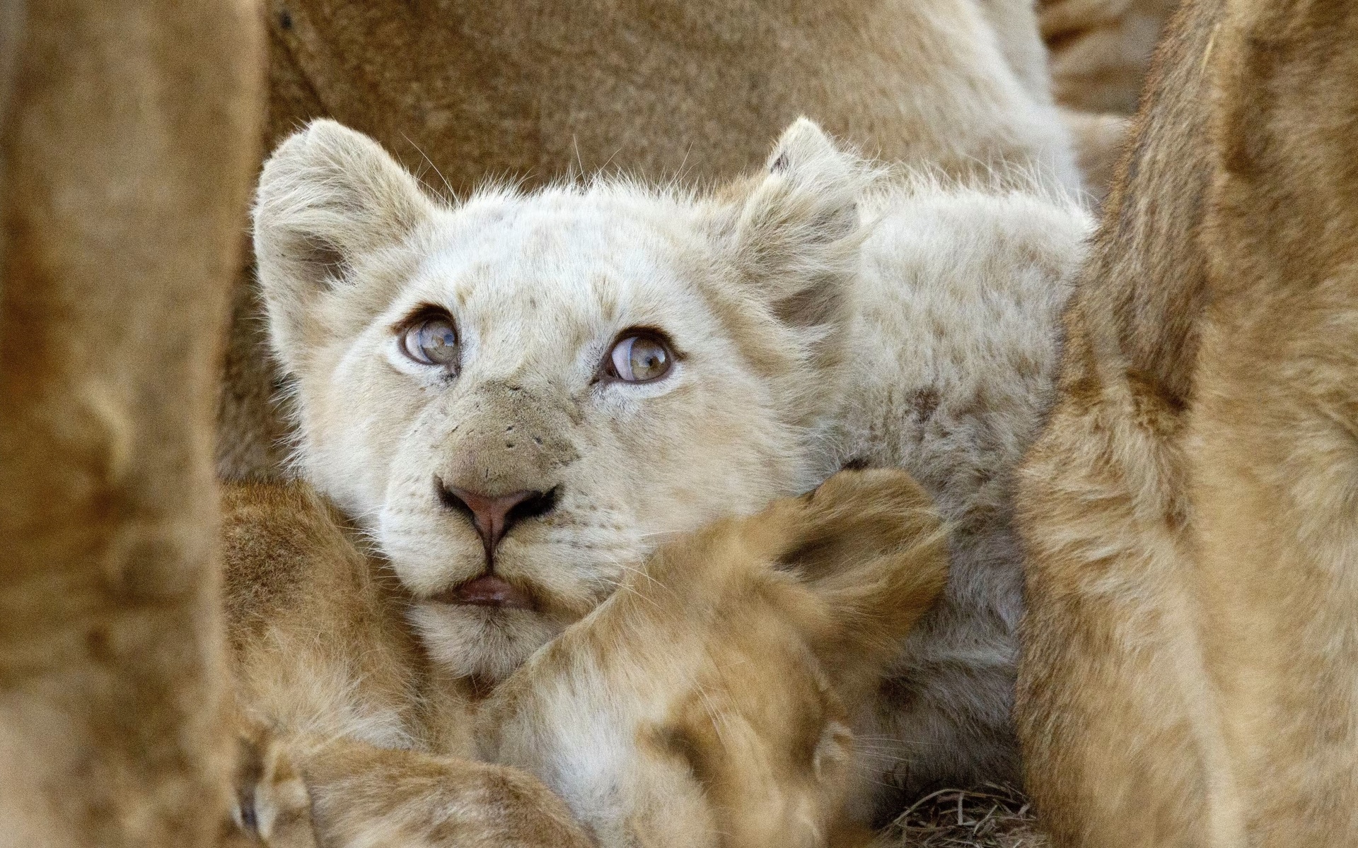 white lions, africa, wildlife, ngala private game reserve