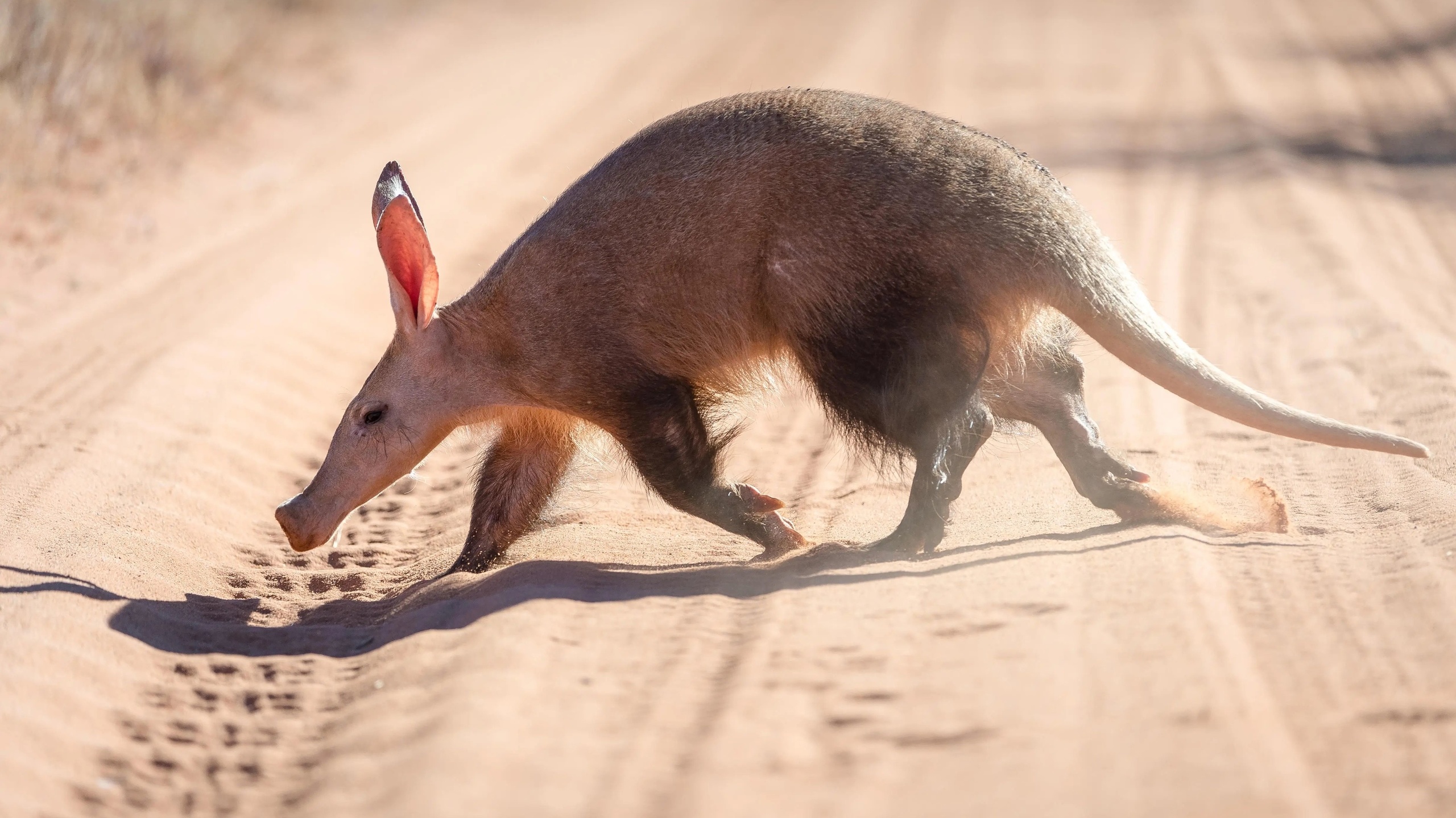 aardvark, earthpig, little nocturnal animal, kalahari desert