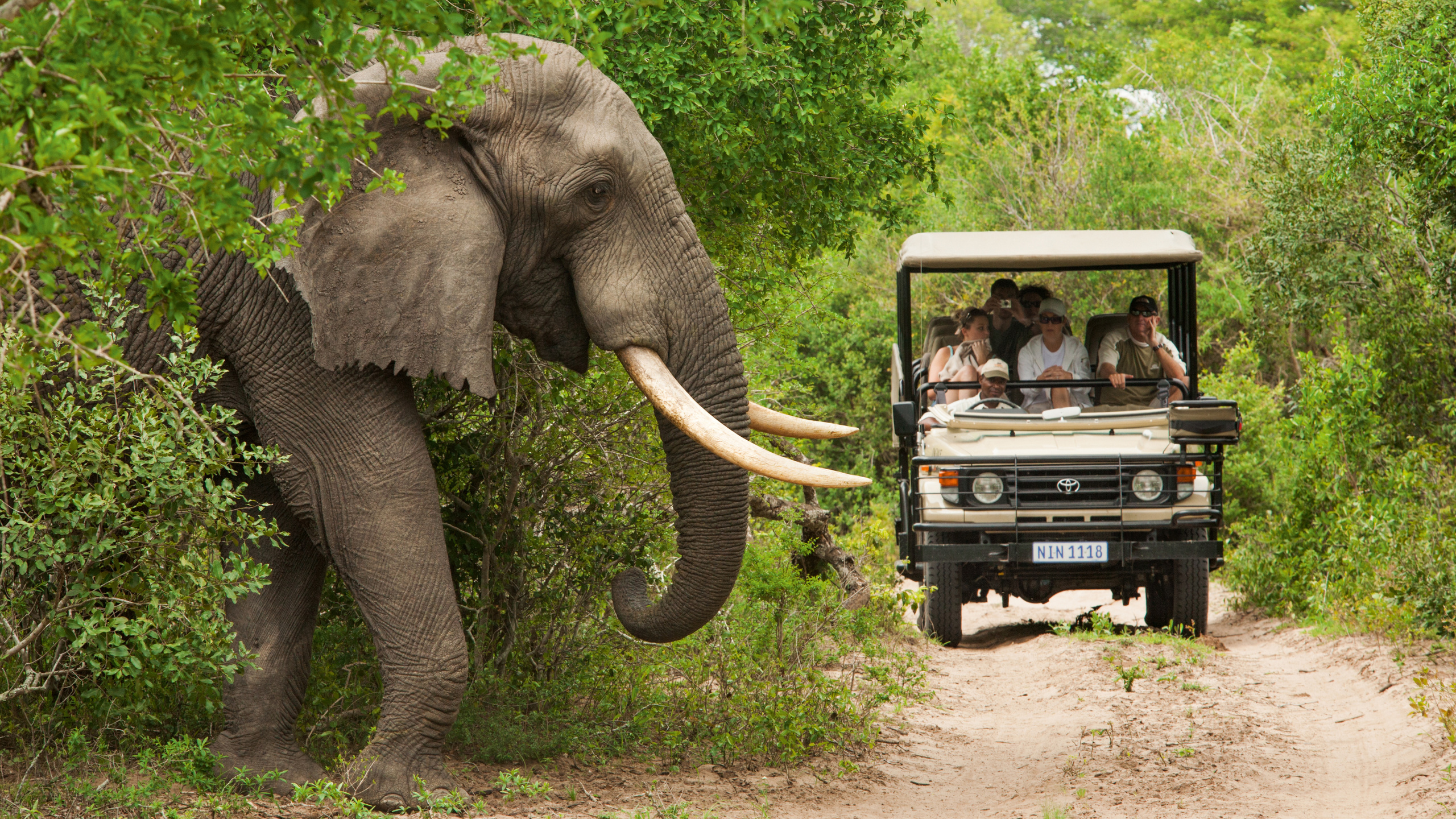 south africa, tourism, safari, kruger national park, elephant