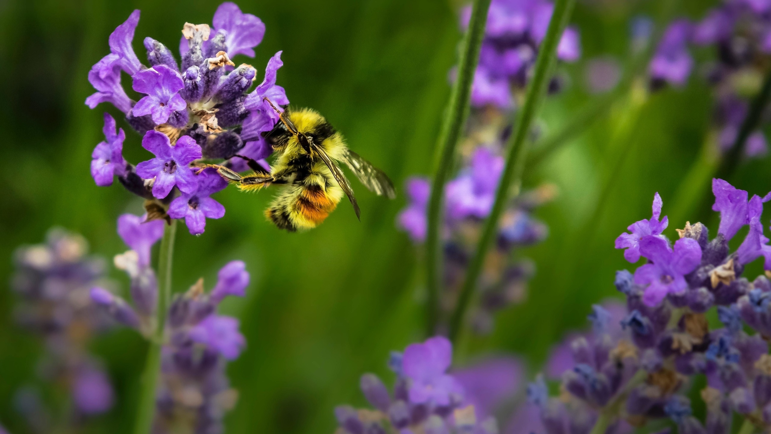 summer, bee, lavender