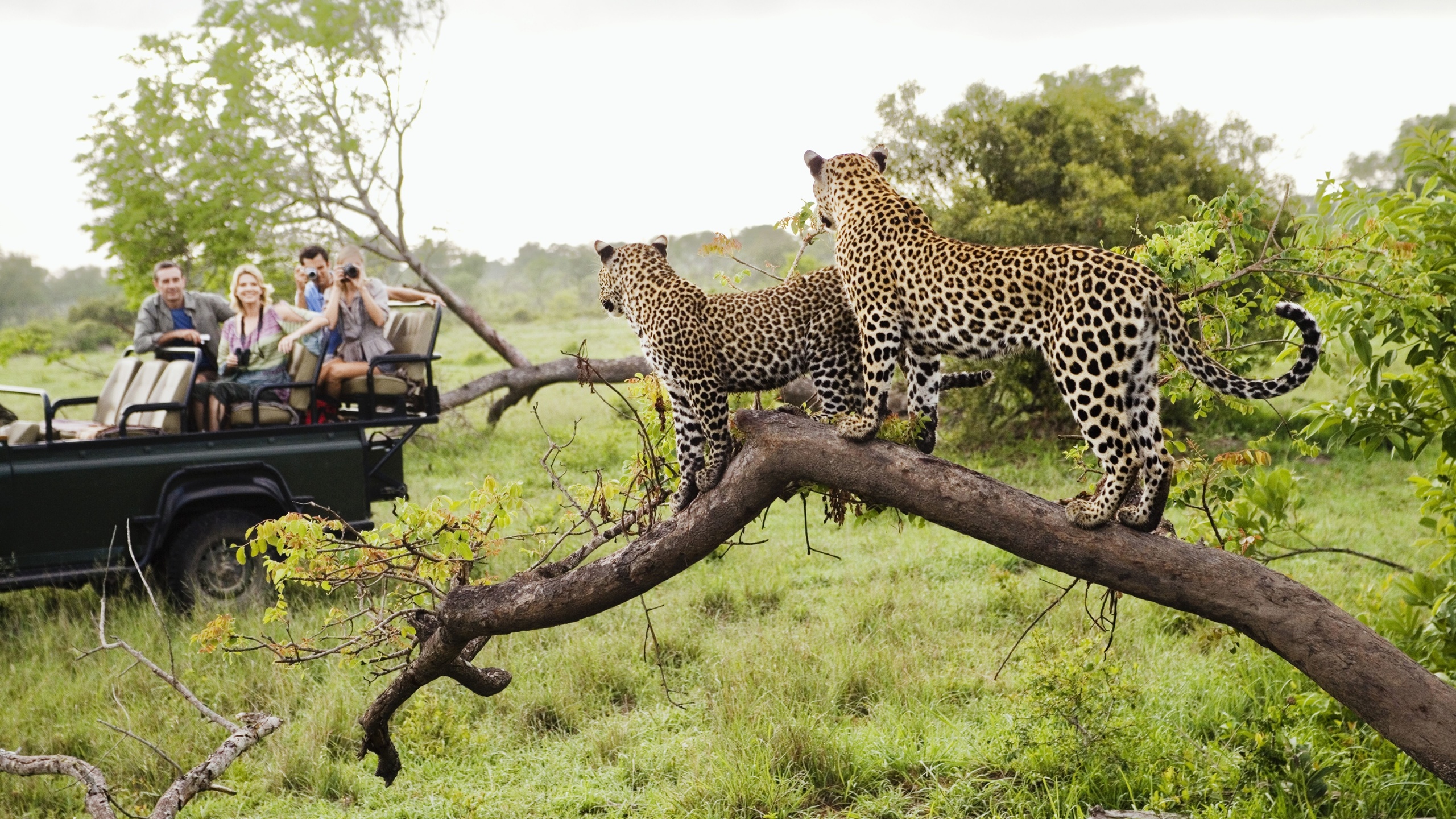 big cats, africa, wildlife, safari, kenya, cheetahs