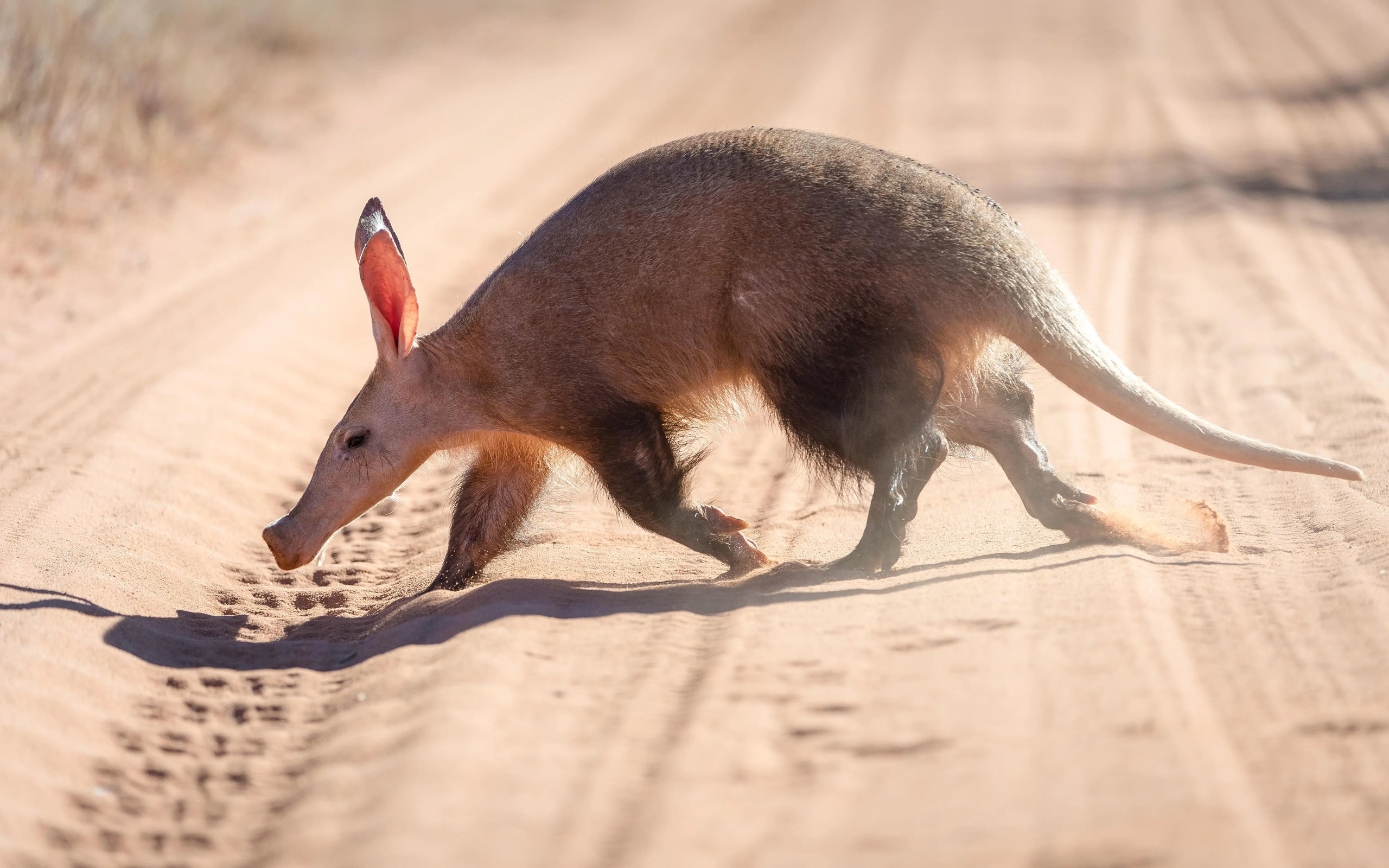 aardvark, earthpig, little nocturnal animal, kalahari desert