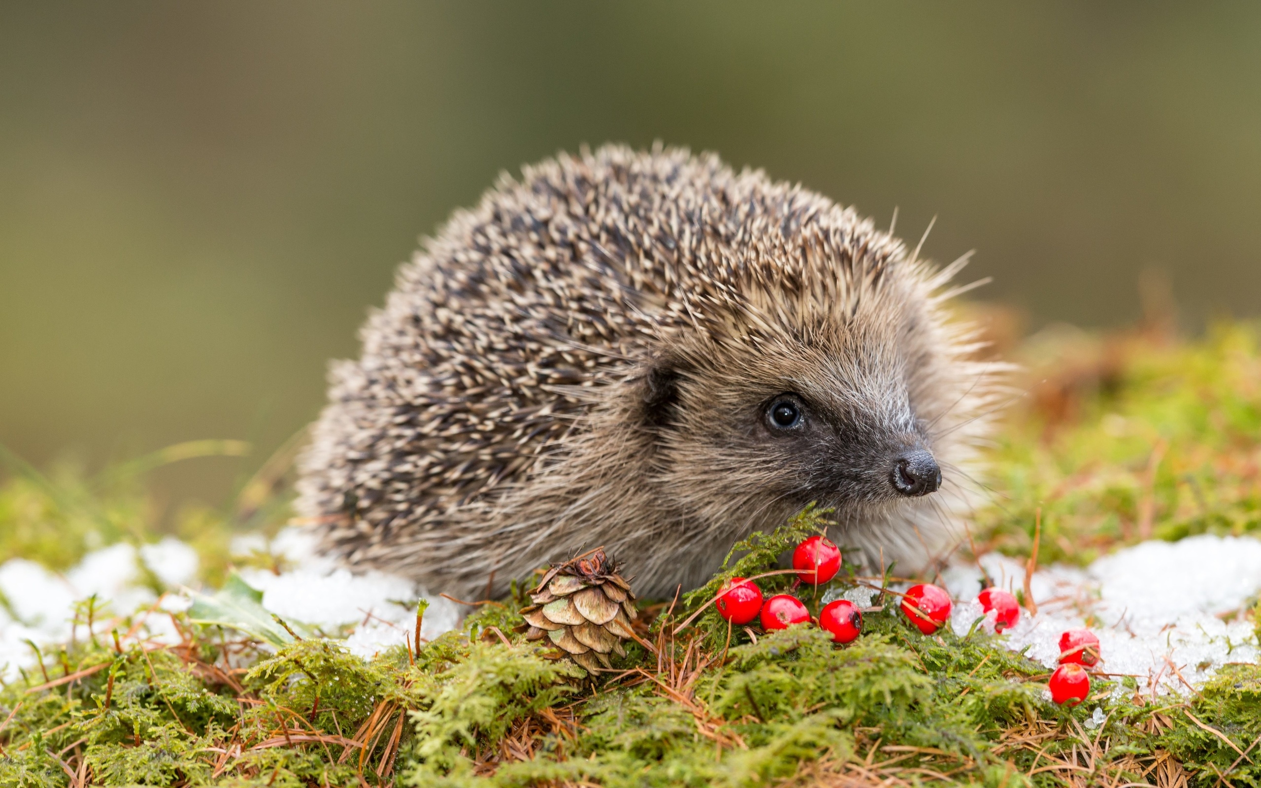 wildlife, european hedgehog, red berries