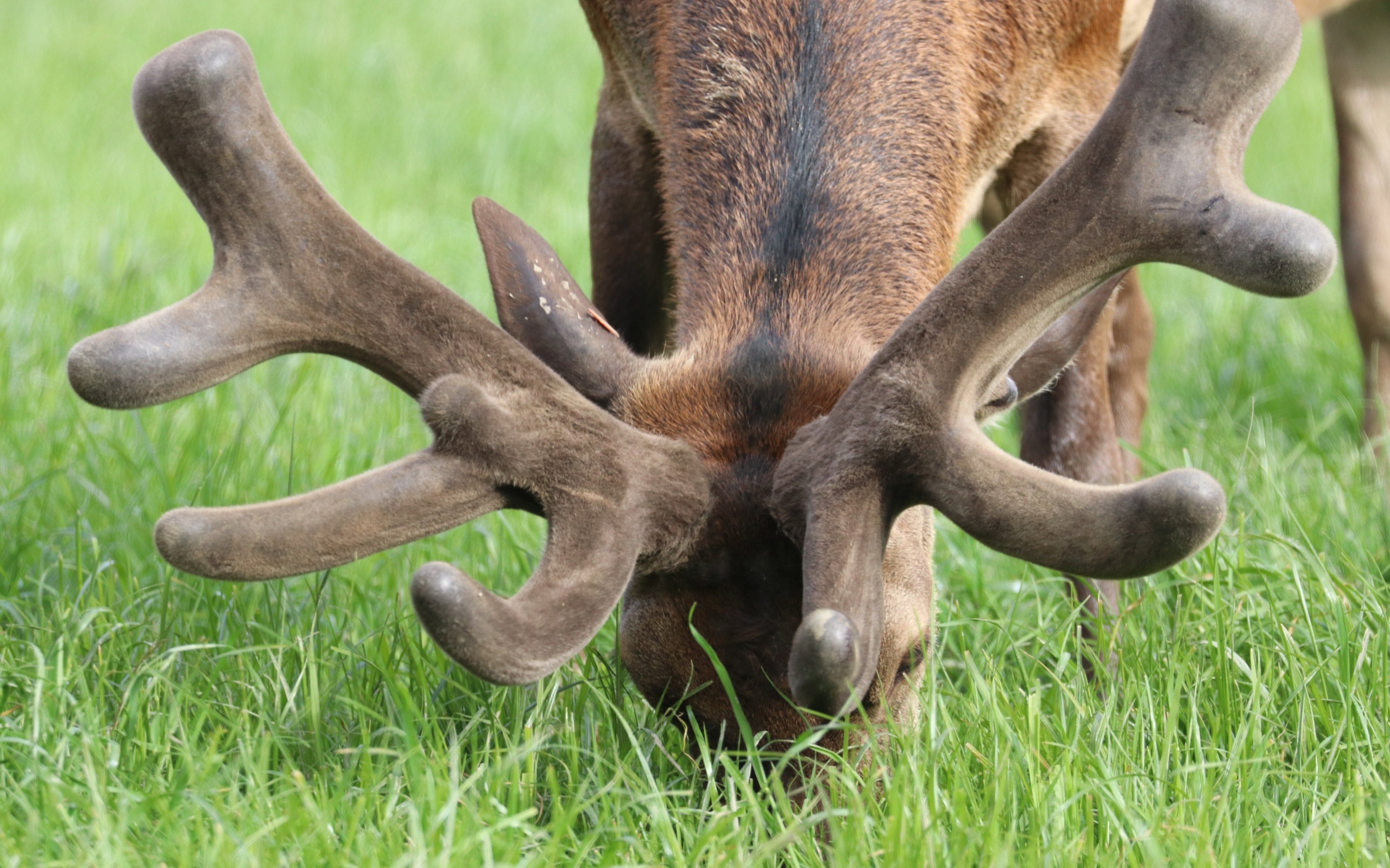 deer farm, new zealand, red deer