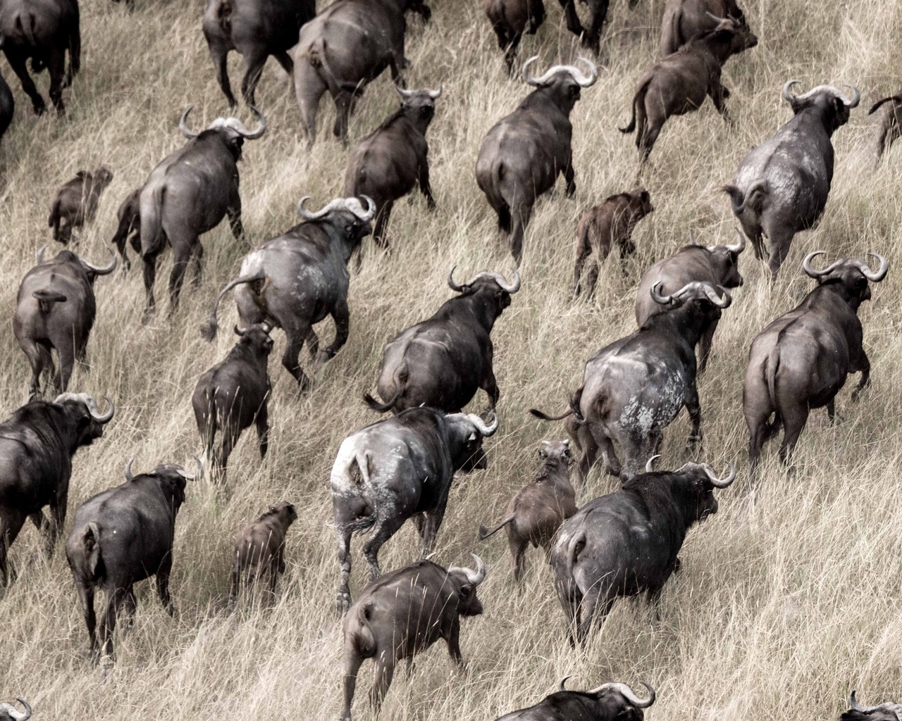 okavango delta, botswana, herds of buffalo