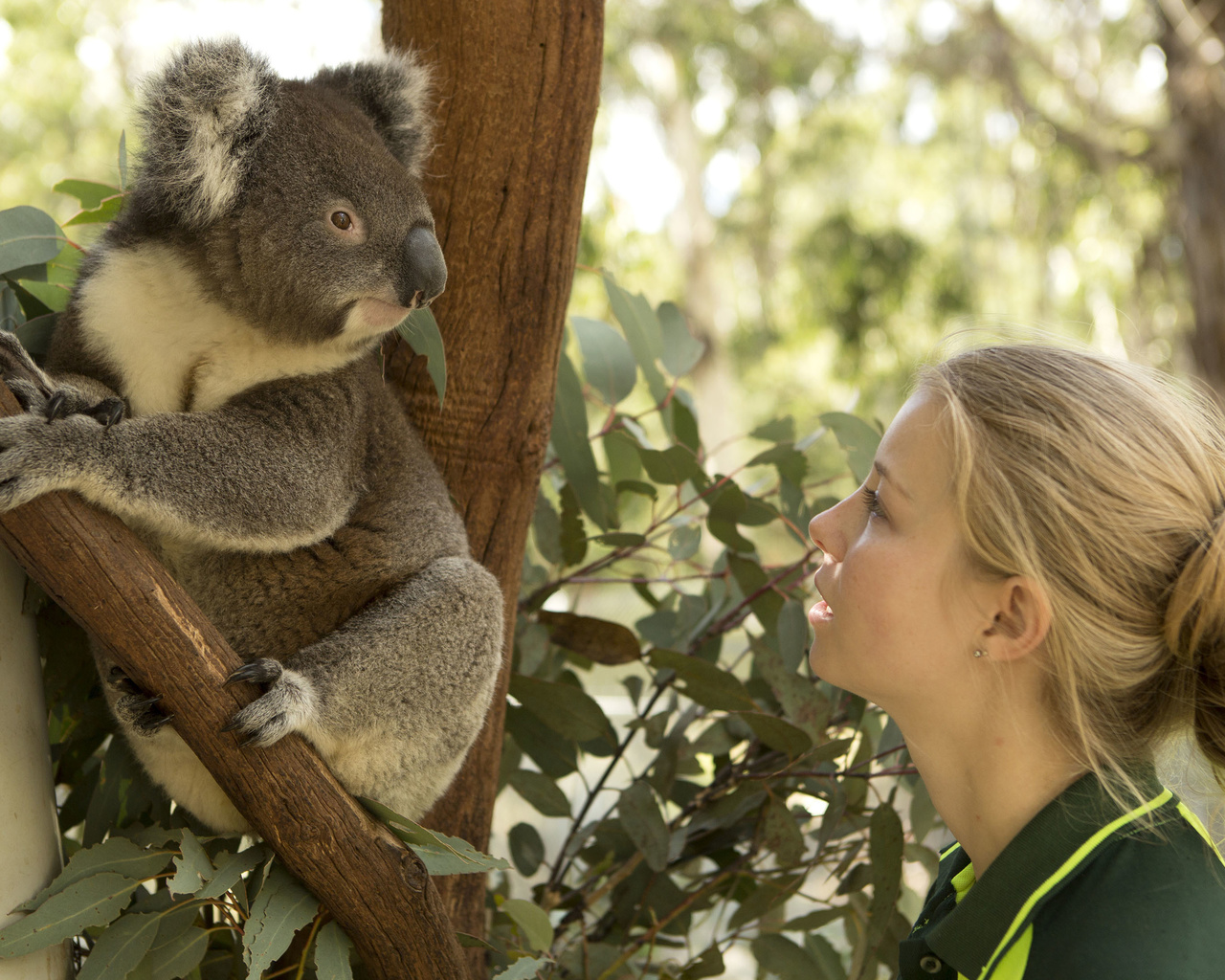 koalas, tidbinbilla nature reserve, nature, australia