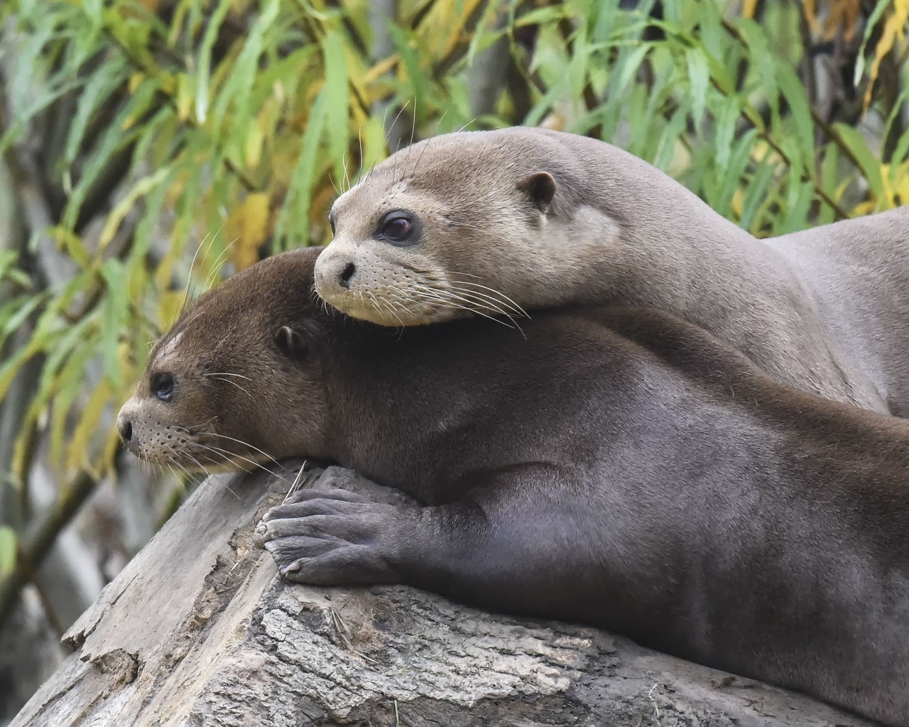 giant otters, yorkshire wildlife park, romantic mood