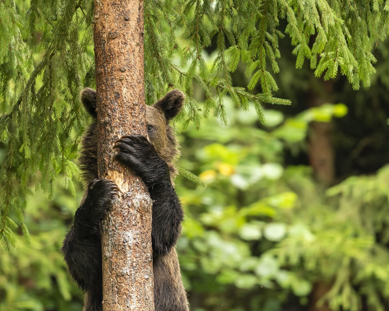 young bear, harghita mountains, romania, playing hide and seek