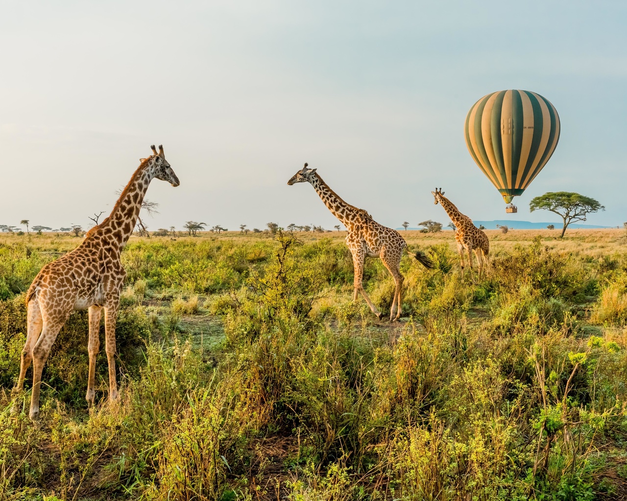 balloon safari, serengeti national park, tanzania, hot air balloon