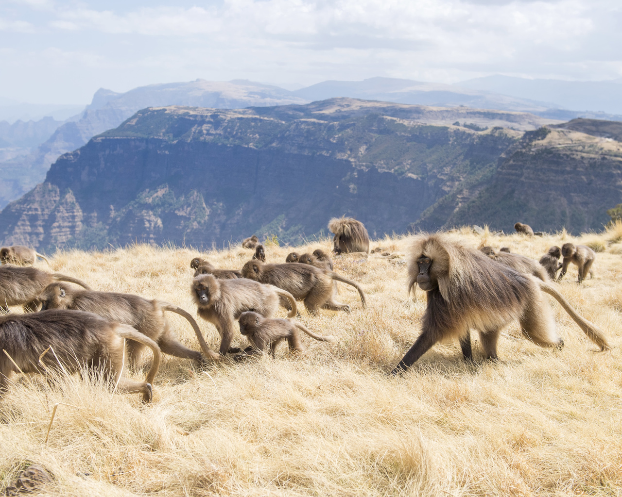 africa, simien mountains national park, geladas, ethiopia