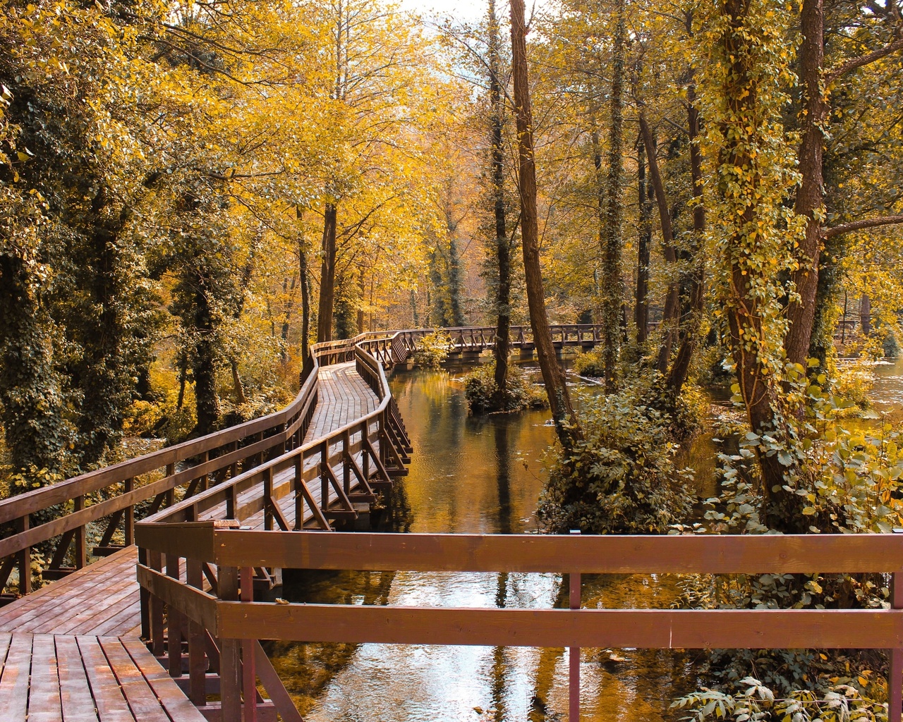 autumn, bridge surrounded by trees, nature