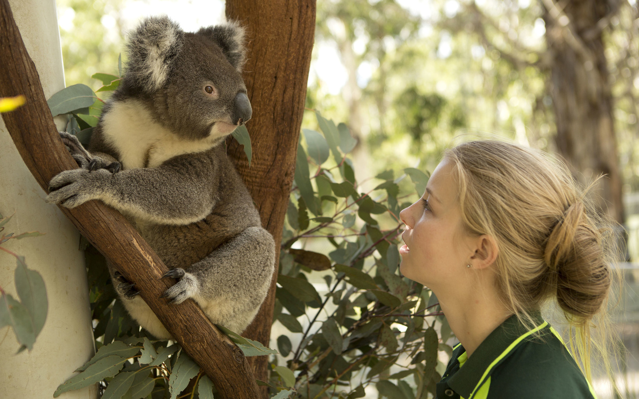 koalas, tidbinbilla nature reserve, nature, australia