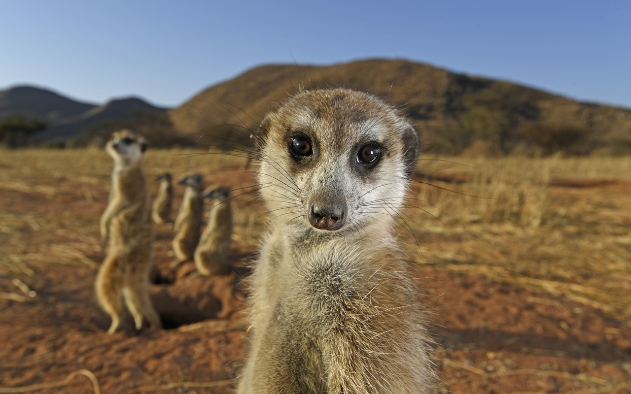 south africa, tswalu kalahari reserve, meerkats, savannah