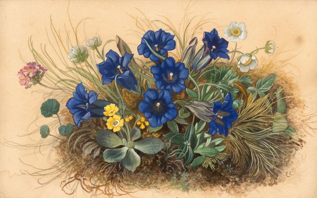 emil ernst heinsdorff, german, 1942, mountain flowers with gentian, winterling and primroses