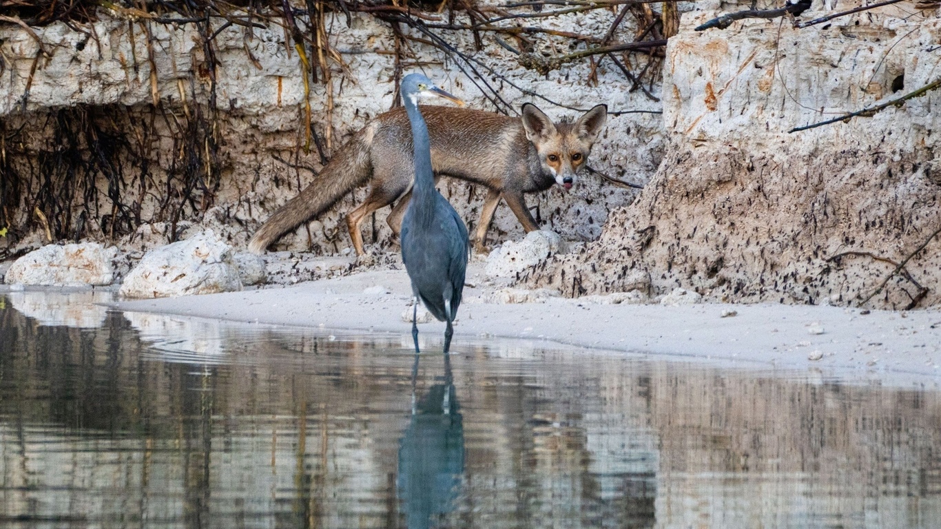 mangrove national park, heron, nature, abu dhabi, mangrove forests