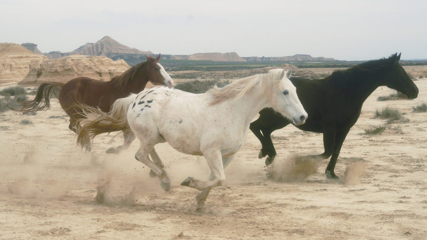 nature, horses, longines