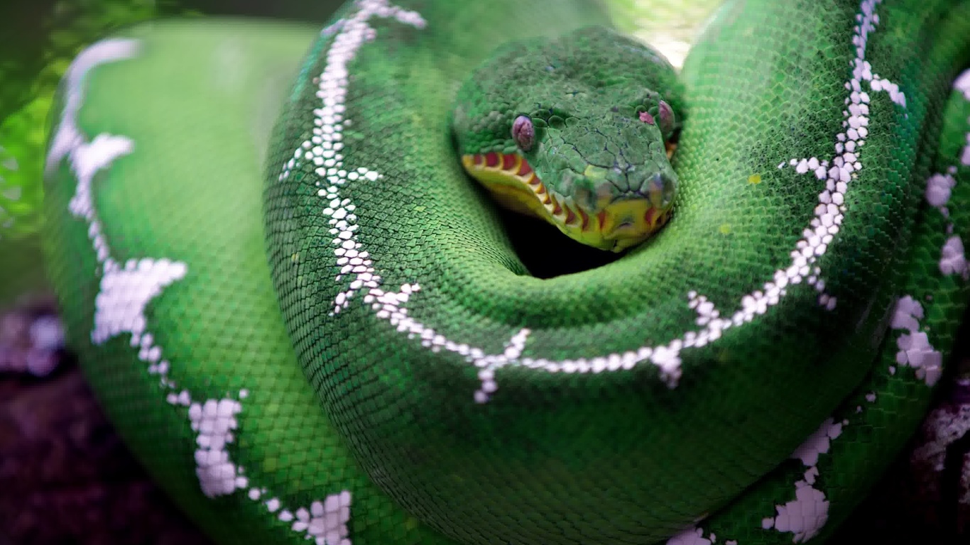 amazon basin emerald tree boa, non-venomous boa, south-america