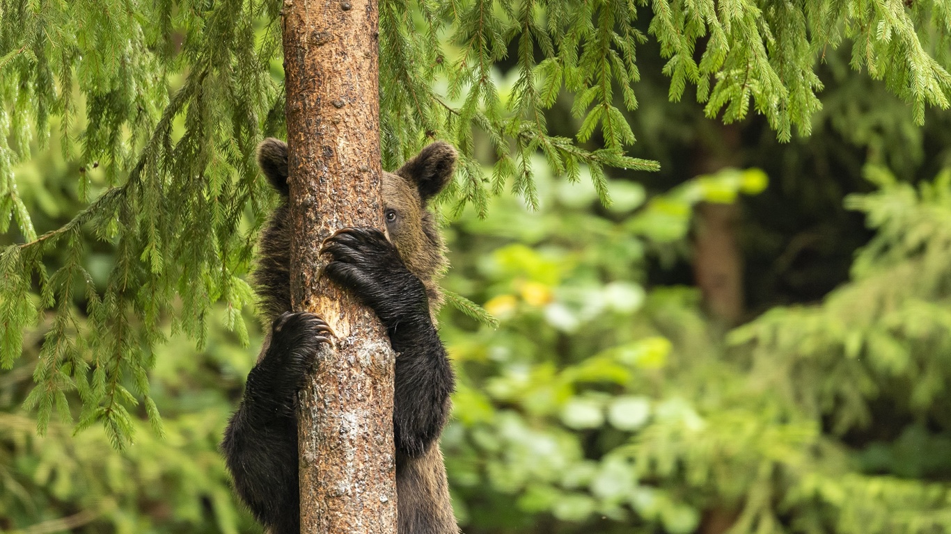 young bear, harghita mountains, romania, playing hide and seek