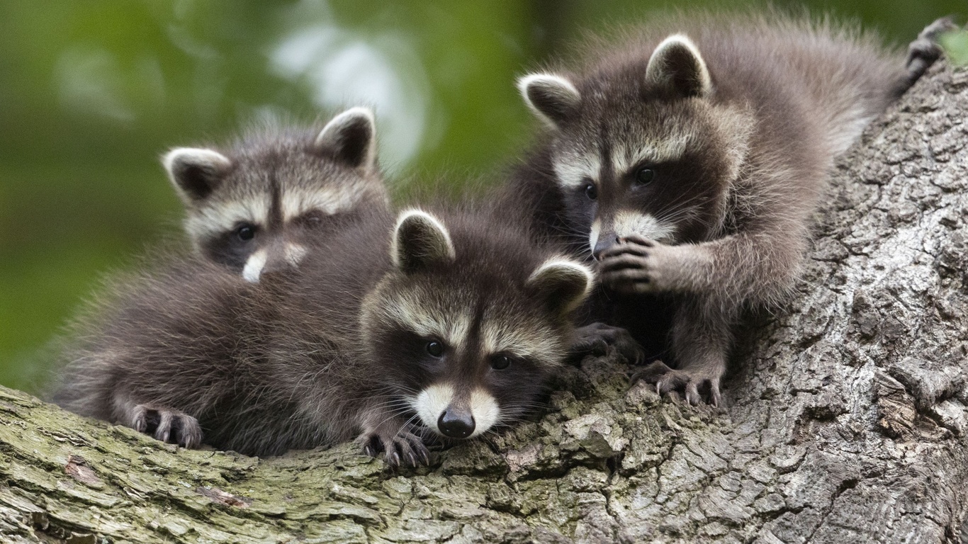 raccoon cubs, chinese whispers, kassel, germany