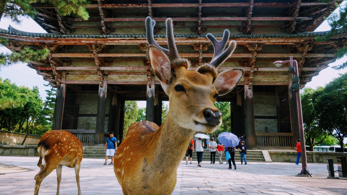 nara park, japanese deer park, nara, japan