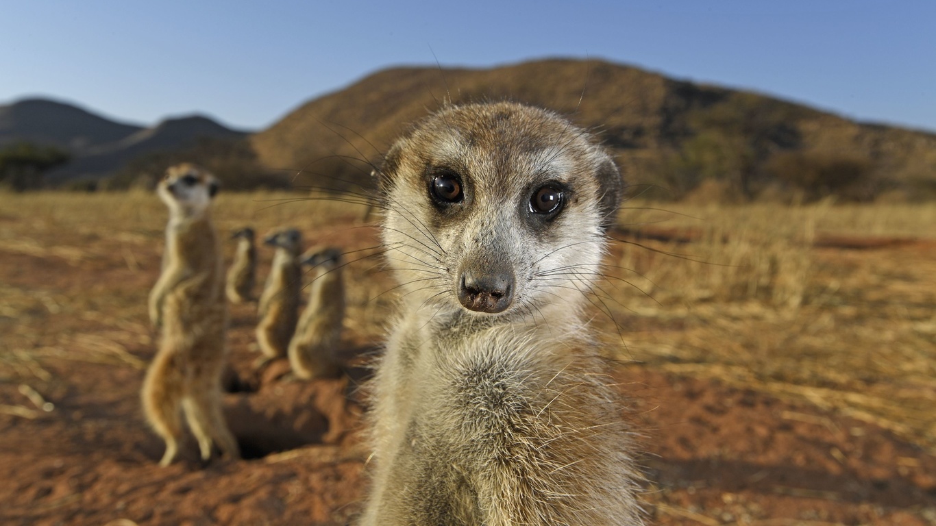 south africa, tswalu kalahari reserve, meerkats, savannah