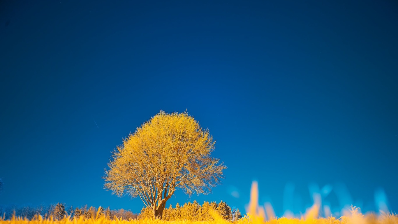 nature, yellow tree, blue sky