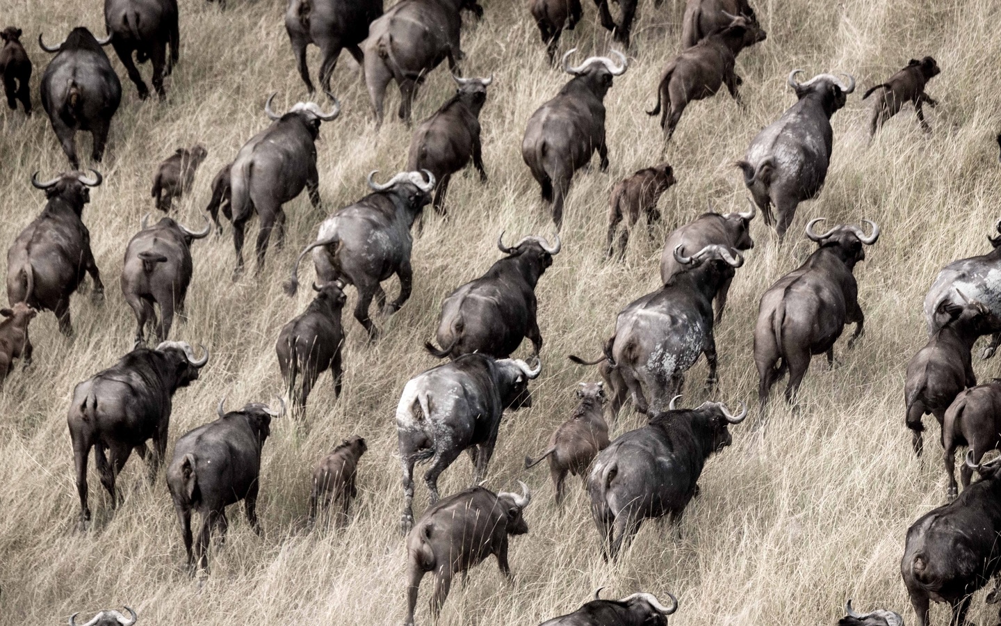 okavango delta, botswana, herds of buffalo