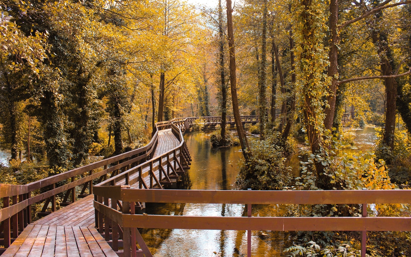 autumn, bridge surrounded by trees, nature