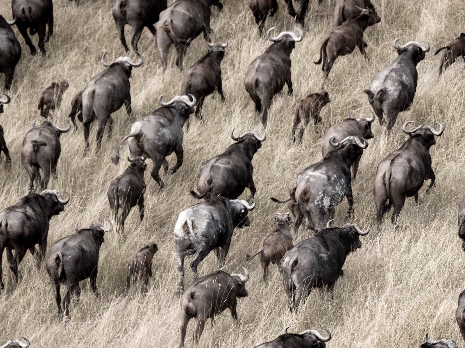 okavango delta, botswana, herds of buffalo