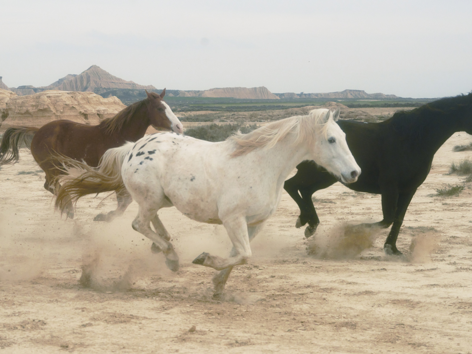 nature, horses, longines