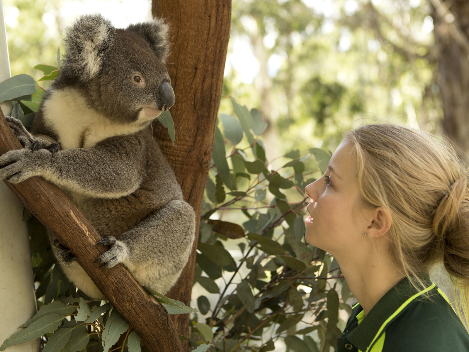 koalas, tidbinbilla nature reserve, nature, australia