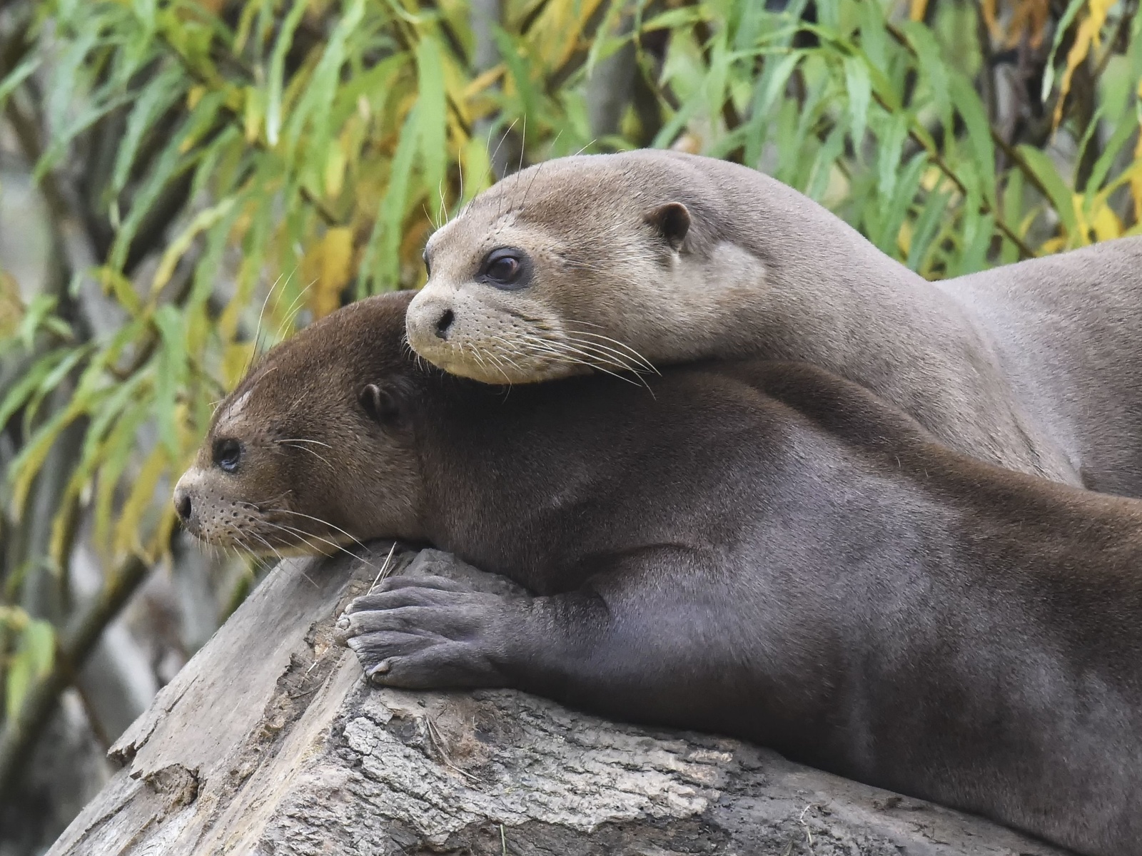 giant otters, yorkshire wildlife park, romantic mood