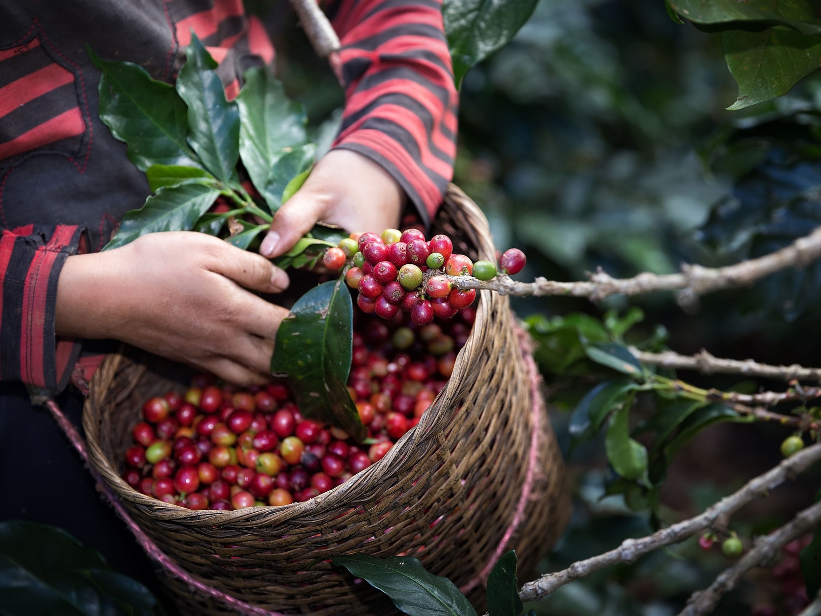 harvest arabica coffee, berries on branch, organic coffee