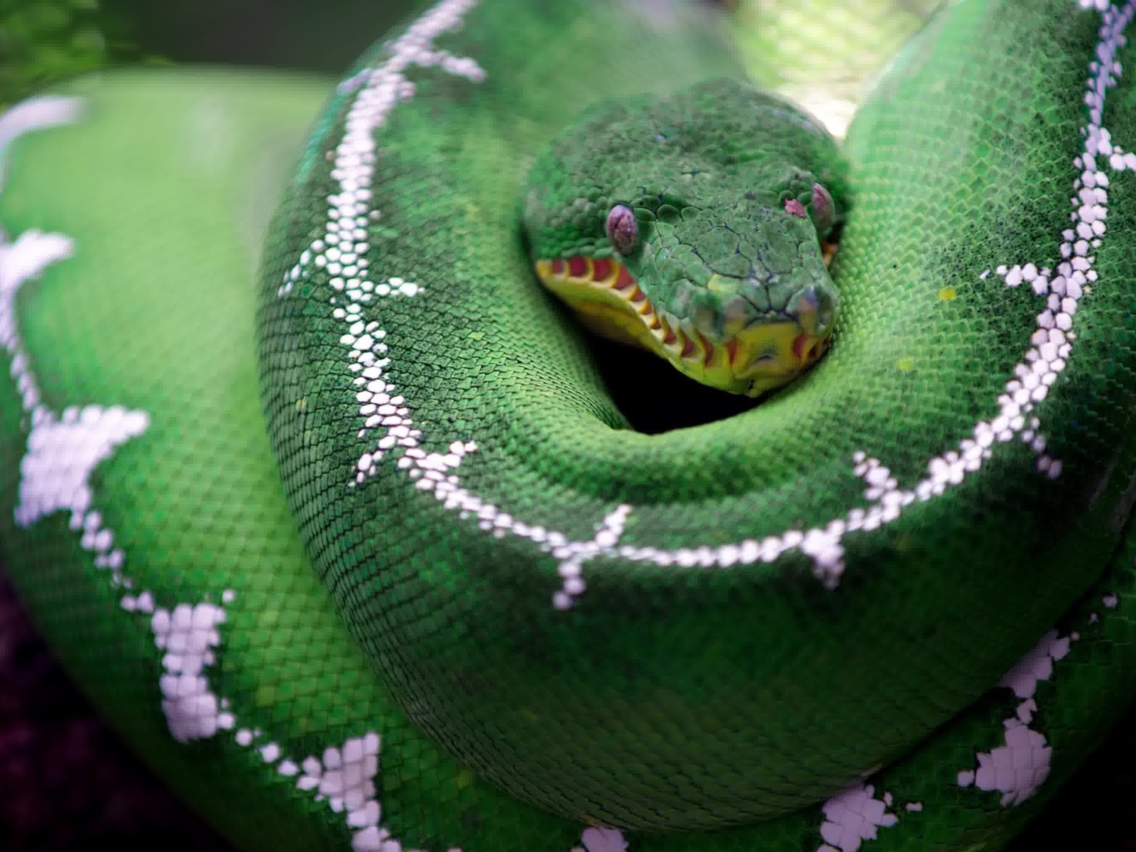 amazon basin emerald tree boa, non-venomous boa, south-america