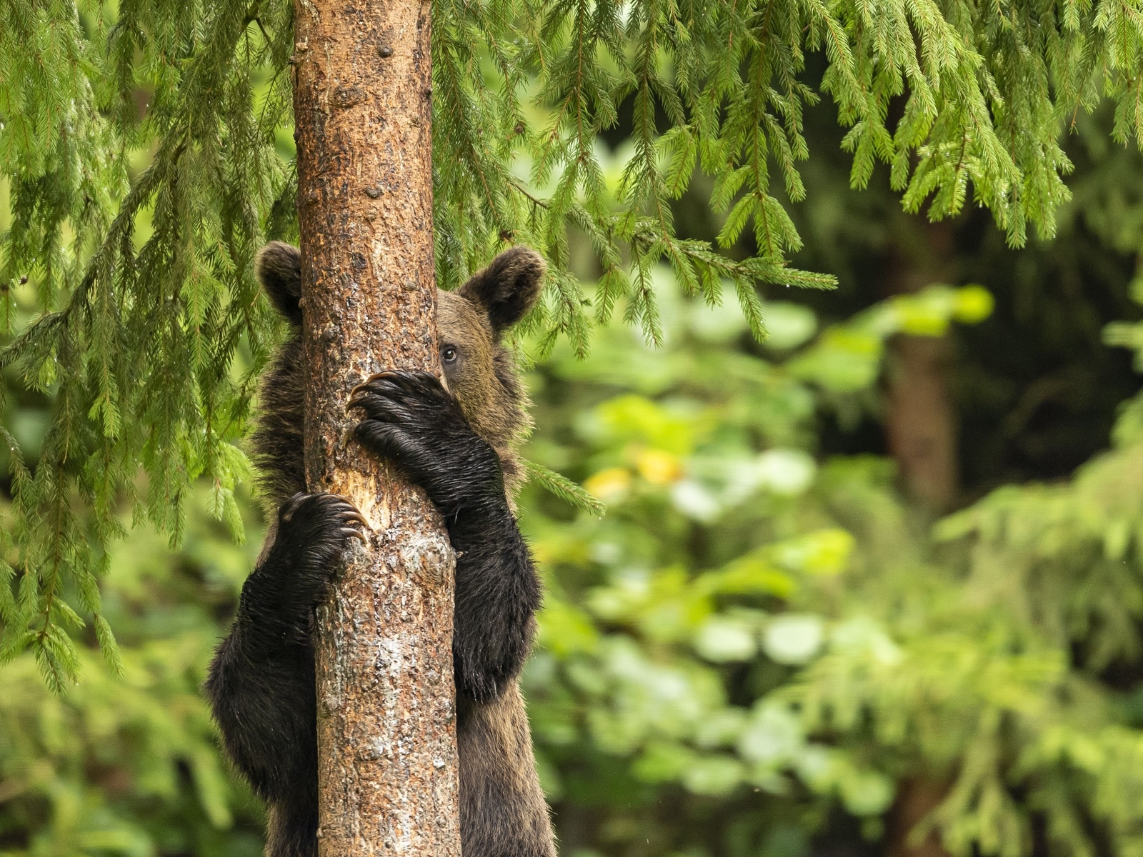 young bear, harghita mountains, romania, playing hide and seek