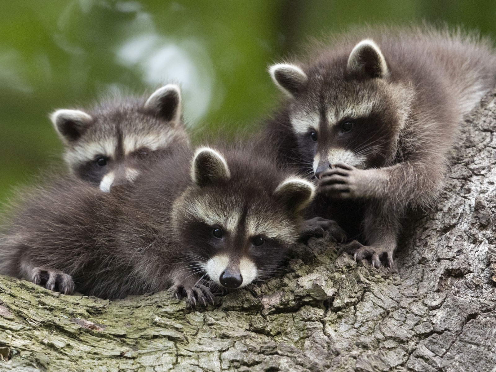 raccoon cubs, chinese whispers, kassel, germany