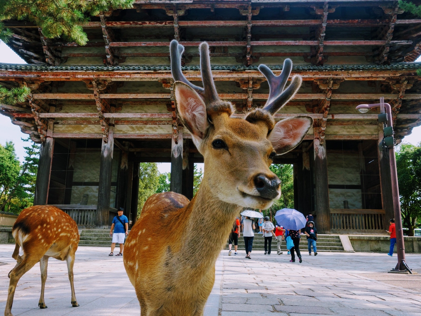 nara park, japanese deer park, nara, japan