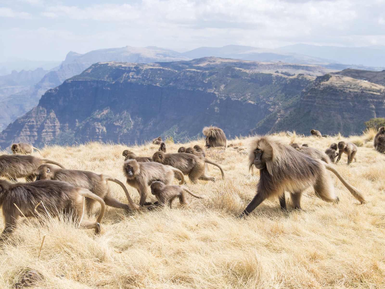 africa, simien mountains national park, geladas, ethiopia