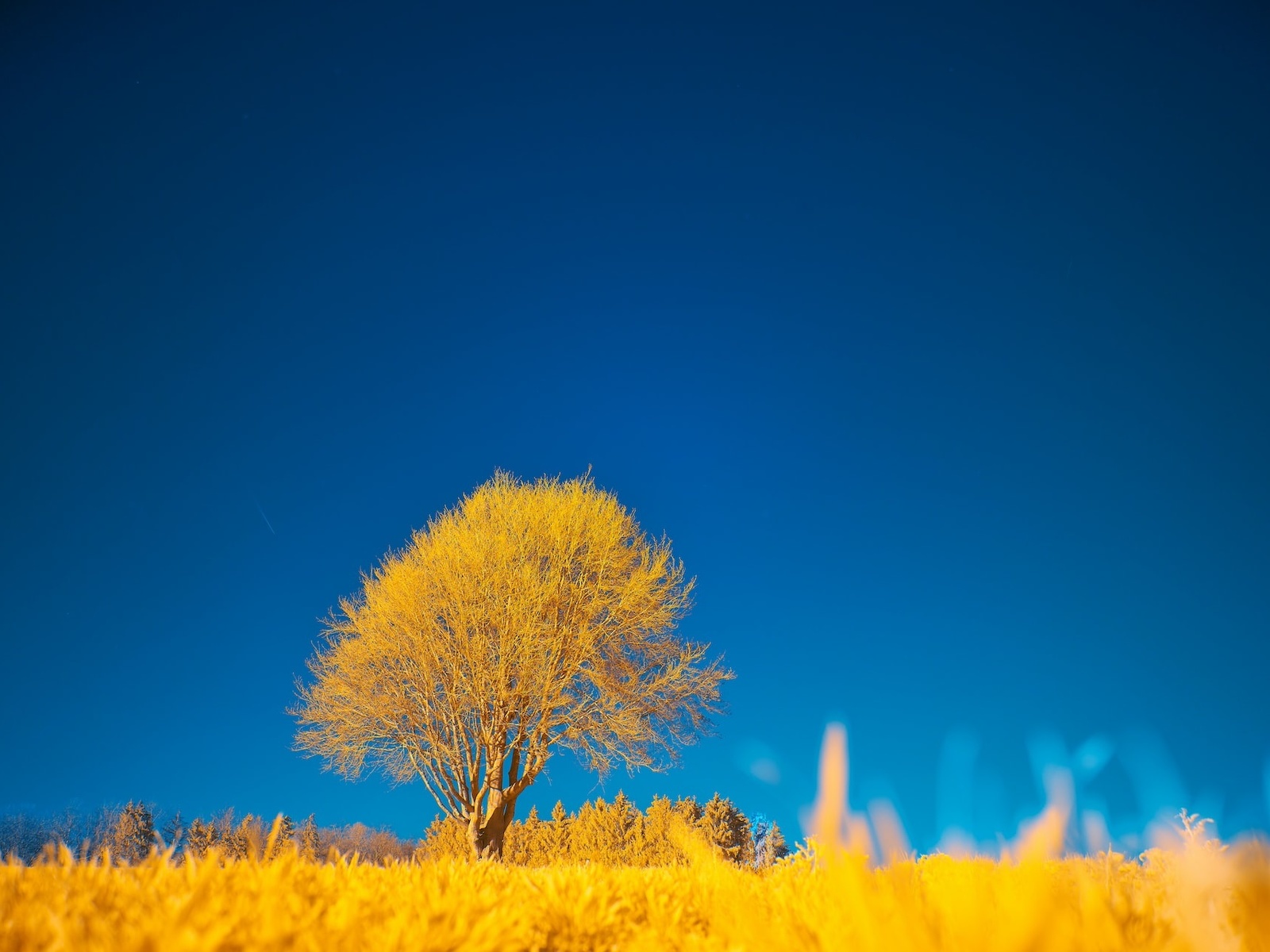 nature, yellow tree, blue sky