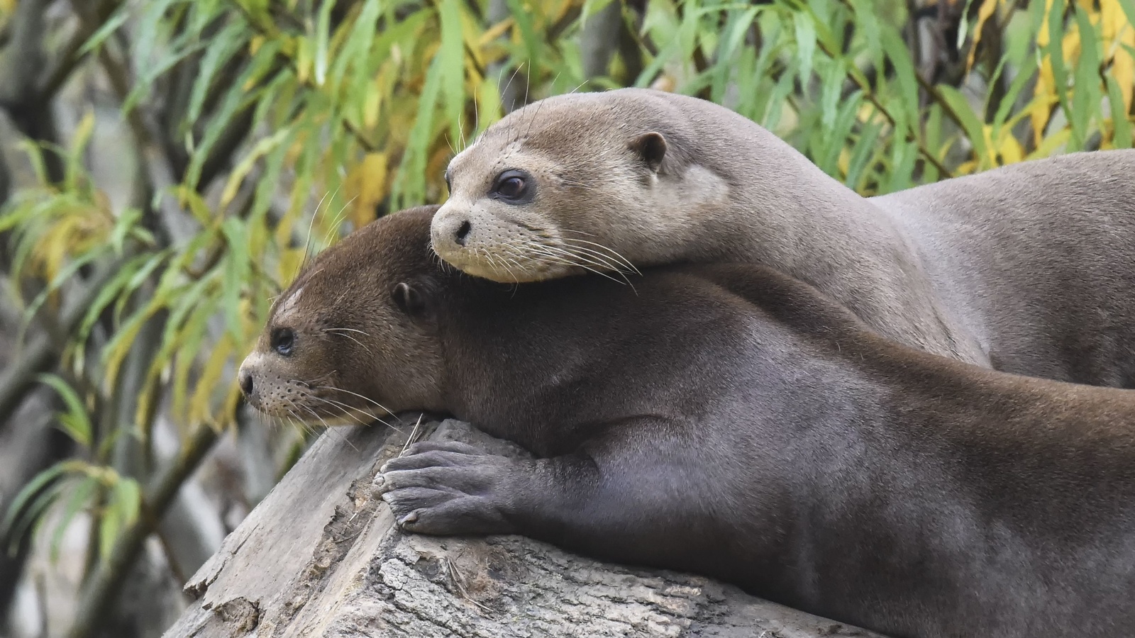 giant otters, yorkshire wildlife park, romantic mood