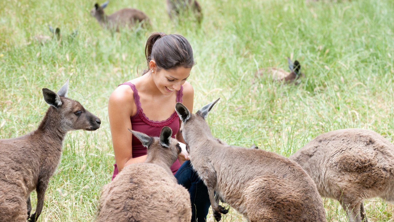 kangaroos, australia, kangaroo island wildlife park