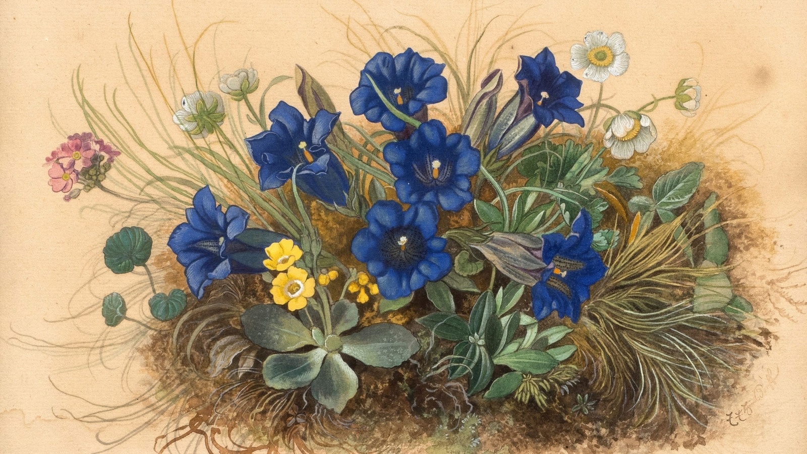 emil ernst heinsdorff, german, 1942, mountain flowers with gentian, winterling and primroses