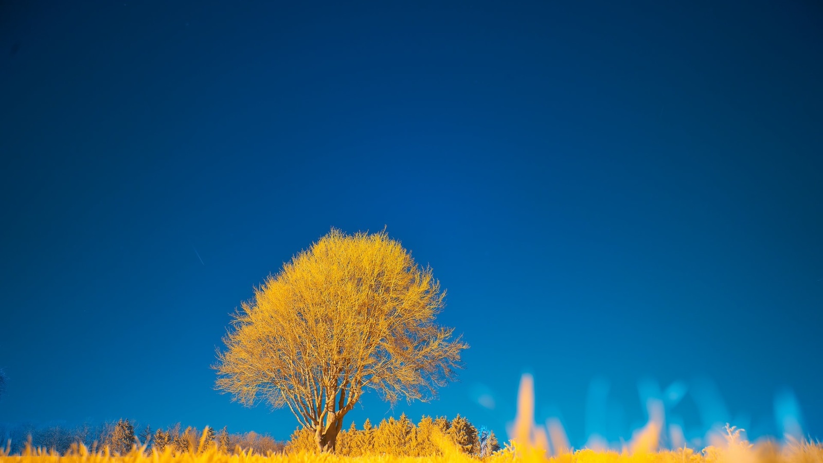 nature, yellow tree, blue sky