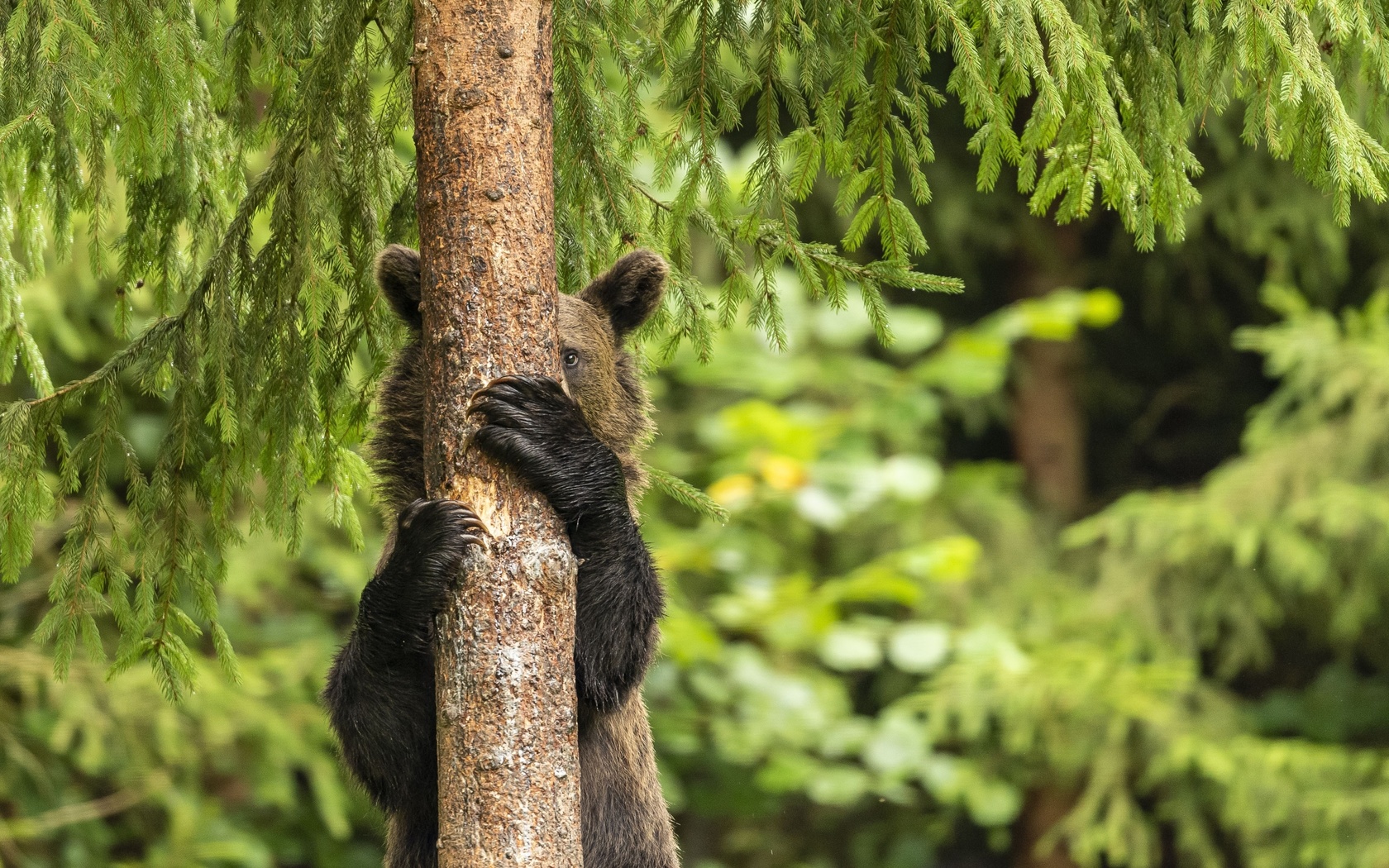 young bear, harghita mountains, romania, playing hide and seek