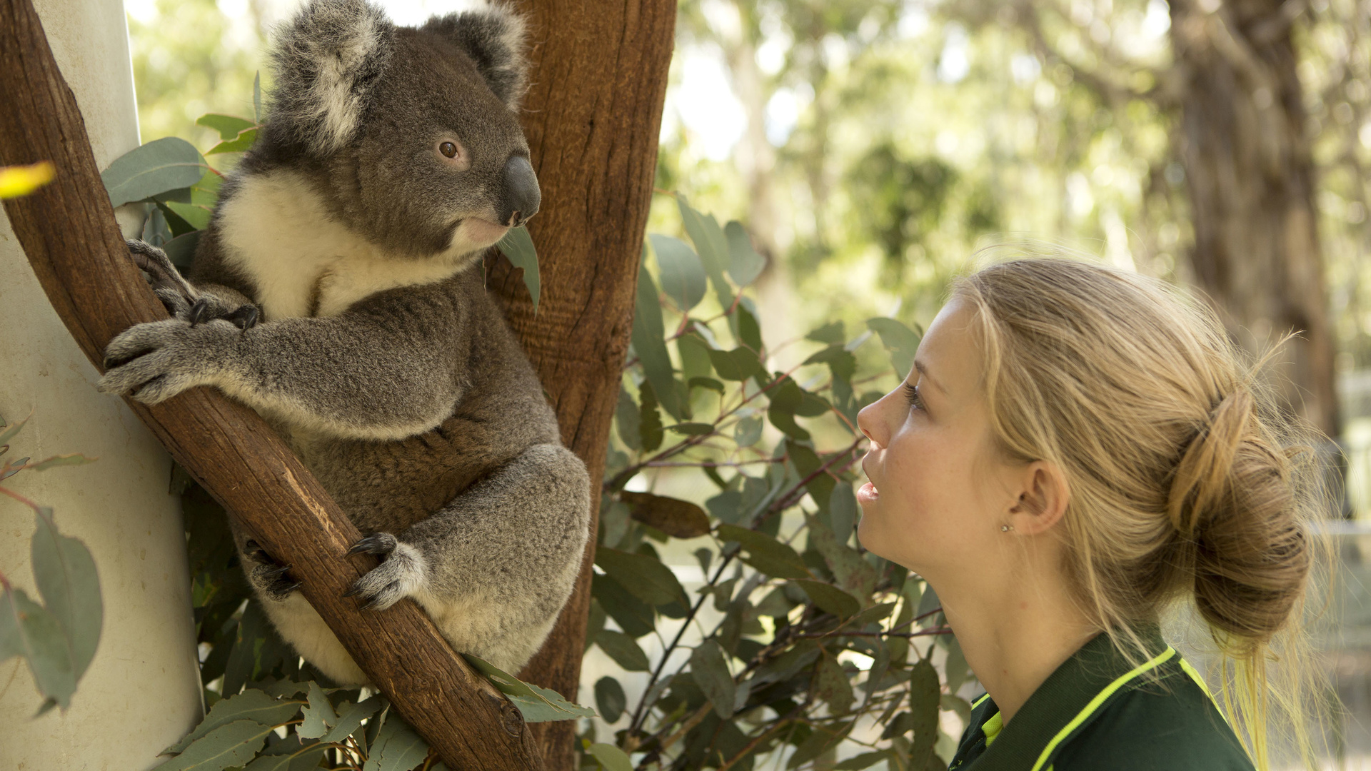 koalas, tidbinbilla nature reserve, nature, australia