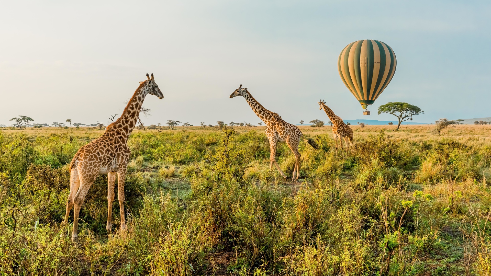 balloon safari, serengeti national park, tanzania, hot air balloon